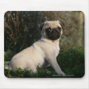 Search for fawn pugs mousepads Puppies