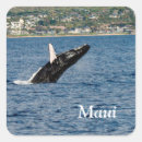 Search for humpback whale stickers Hawaii