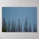 Search for american eagle posters Wildlife