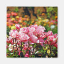 Search for beautiful rose magnets Floral