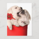 Search for dog bite cards Baby