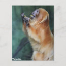 Search for tamarin postcards Primate