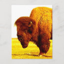Search for native bison buffalo postcards Wildlife