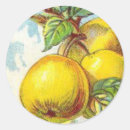 Search for vintage fruit illustration stickers Yellow
