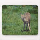 Search for black tailed electronics Wildlife