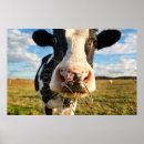 Search for dairy cow posters Livestock
