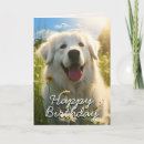 Search for sheepdogs cards From the dog