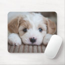 Search for dog mousepads Domestic animals