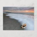 Search for beach shells postcards Nature