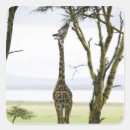 Search for kenya stickers Outdoors
