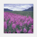 Search for lush magnets North america