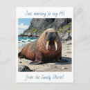 Search for cute walrus Ocean