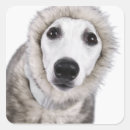 Search for low temperature stickers Winter