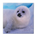 Search for harp tiles Seal