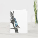 Search for nuthatch cards Nature
