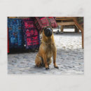 Search for chinese shar pei postcards Canine