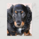 Search for miniature dachshund postcards Dog