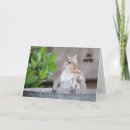 Search for squirrel note cards Photography