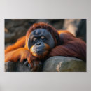 Search for orangutan posters Wild