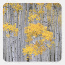 Search for aspen grove stickers Fall