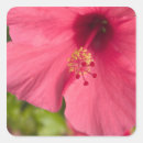 Search for kauai hawaii stickers Tropic