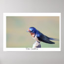 Search for swallow posters Barn