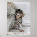 Search for macaque posters Monkey