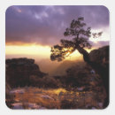 Search for tucson stickers Nature