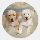 Search for pups stickers Puppies