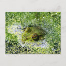 Search for water bubble postcards Animal