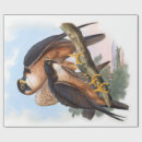 Search for falcon wrapping paper Animal