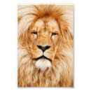 Search for king pet supplies Pride