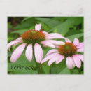 Search for echinacea Botanical