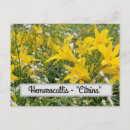 Search for hemerocallis postcards Botanical