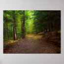 Search for forest path photography Light