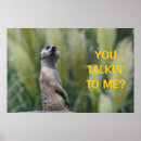 Search for meerkat posters Photography