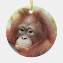 Search for primate christmas tree decorations Conservation