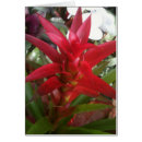 Search for bromeliads Photography