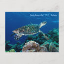 Search for hawksbill postcards Turtle