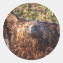 Search for golden eagle stickers Bird of prey