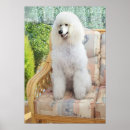 Search for white poodle posters Animals