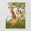 Search for vegetation postcards Animals