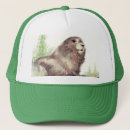 Search for marmot hats Wildlife