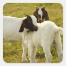 Search for cute goat stickers Nature