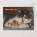 Search for buddy postcards Cat