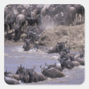 Search for mara stickers Herd