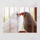 Search for cages postcards Bird