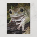 Search for day frog postcards Nature