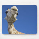 Search for giraffa camelopardalis mousepads Nature