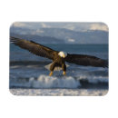 Search for alaska eagle magnets Flying